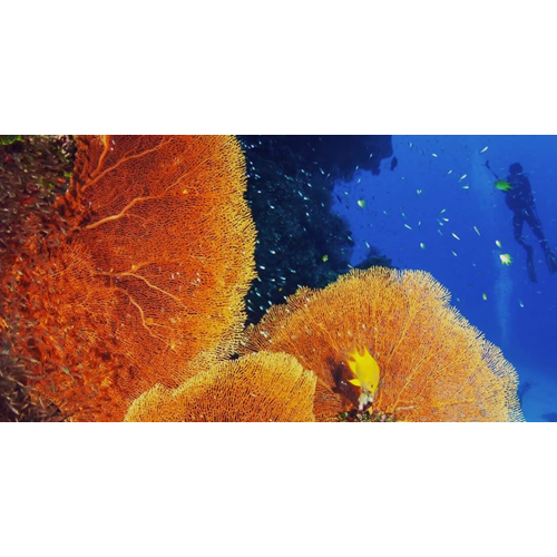AWARE: Coral Reef Conservation
